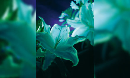 DES FLEURS LUMINESCENTES POUR DISNEYLAND PARIS