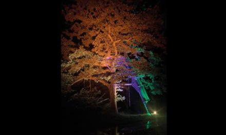 STARWAY ILLUMINE LA NATURE